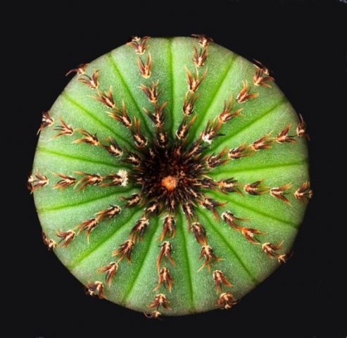 Frailea_asteroides